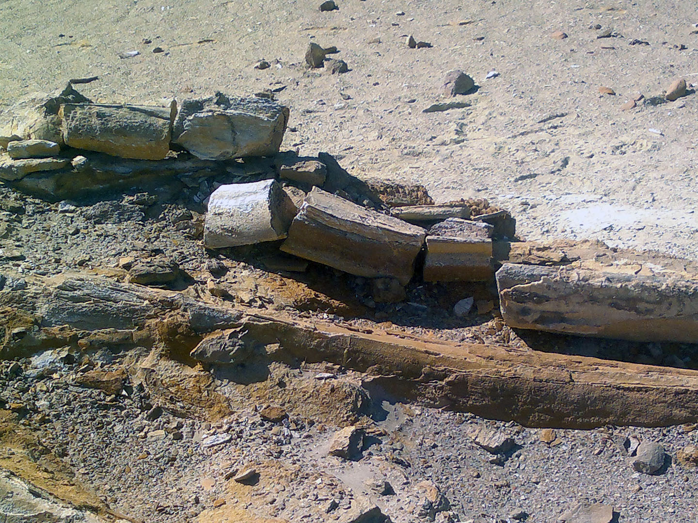 Imágenes de Ocucaje y sus restos fósiles